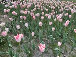 浪漫粉色郁金香花海