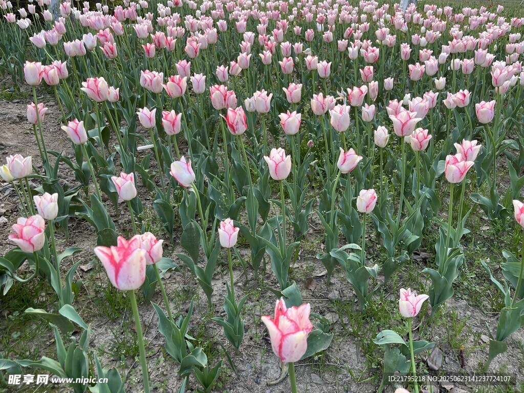 浪漫粉色郁金香花海