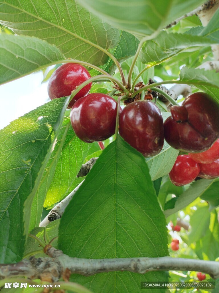 紅櫻桃綠葉相映襯