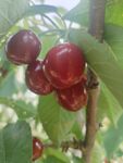 枝頭紅櫻桃  飽滿誘人