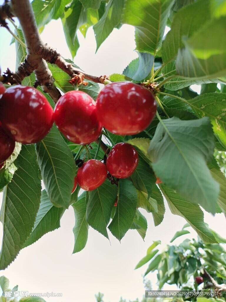 枝頭紅櫻桃