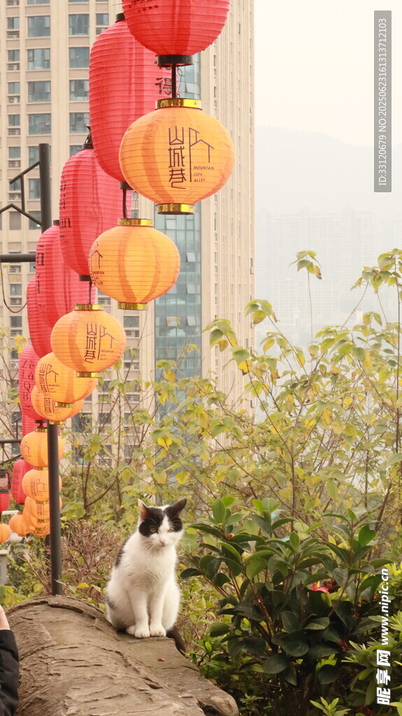 貓咪旁的中式燈籠與高樓