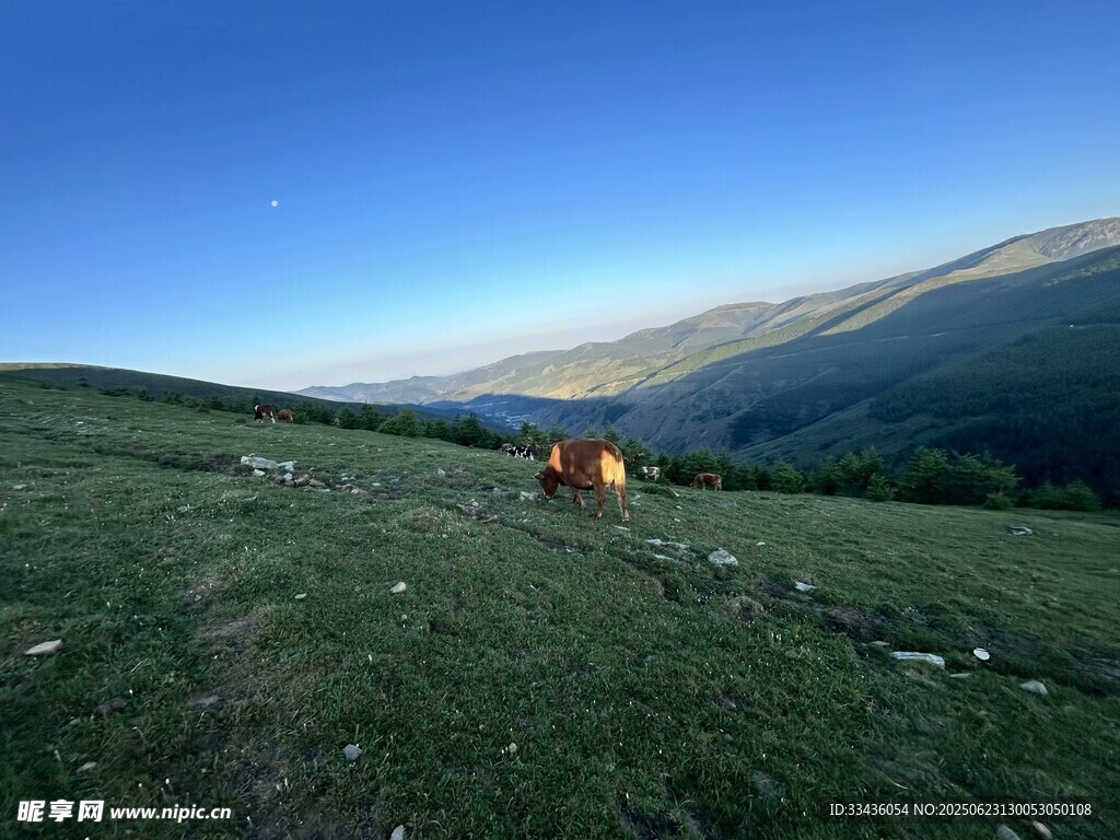 草原上的牛與美麗遠山