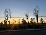 夕陽下的枯樹與空曠道路