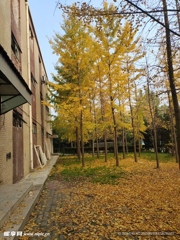 秋日校園落葉美景