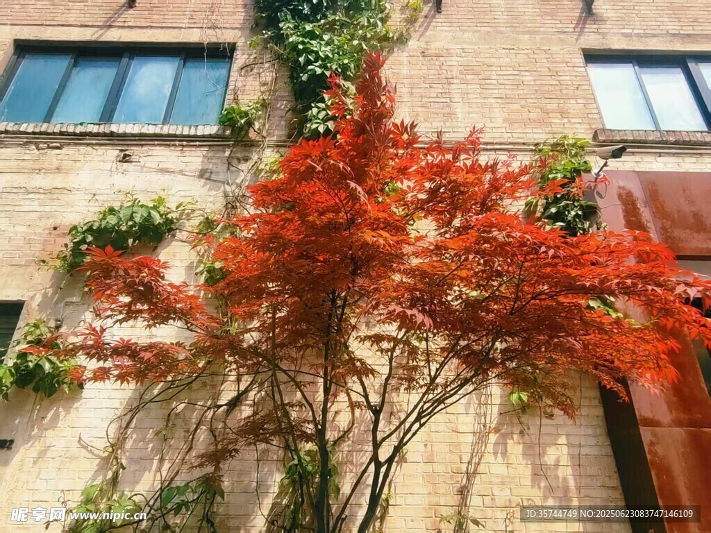 紅樹倚舊樓 秋意滿墻間