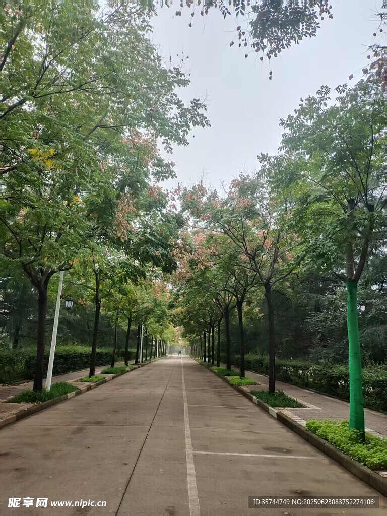 林蔭下的靜謐小路