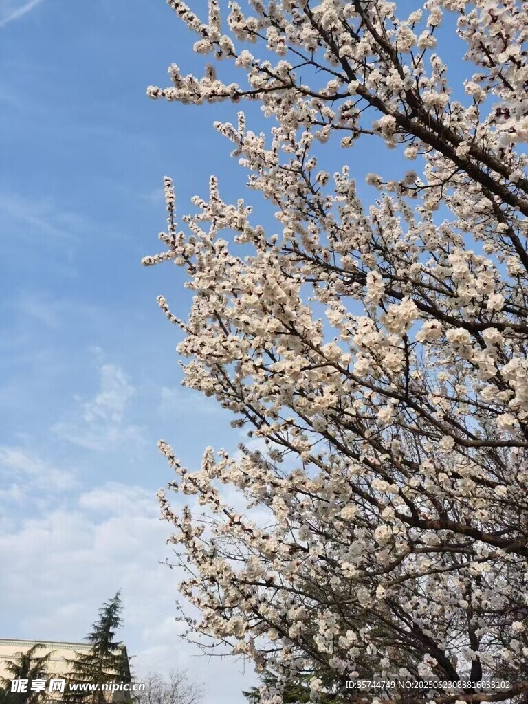 春日繁花盛開的美麗樹景