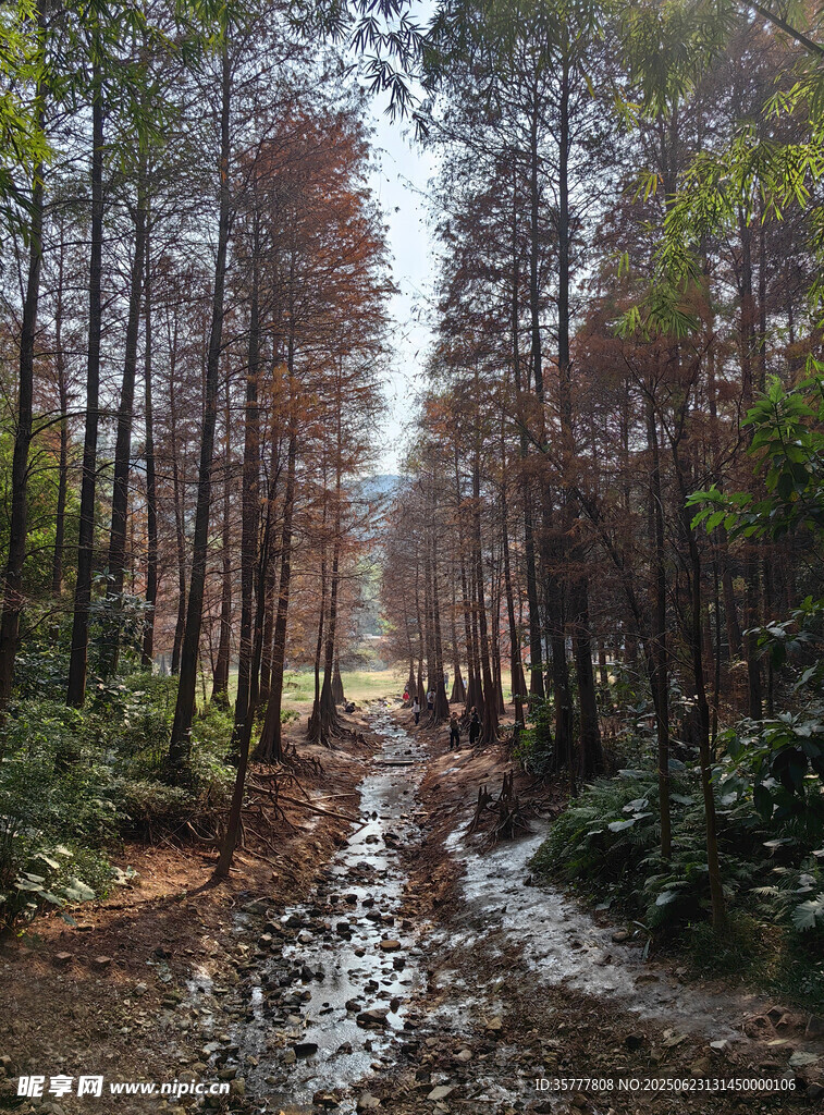 林間溪流 靜謐自然之景