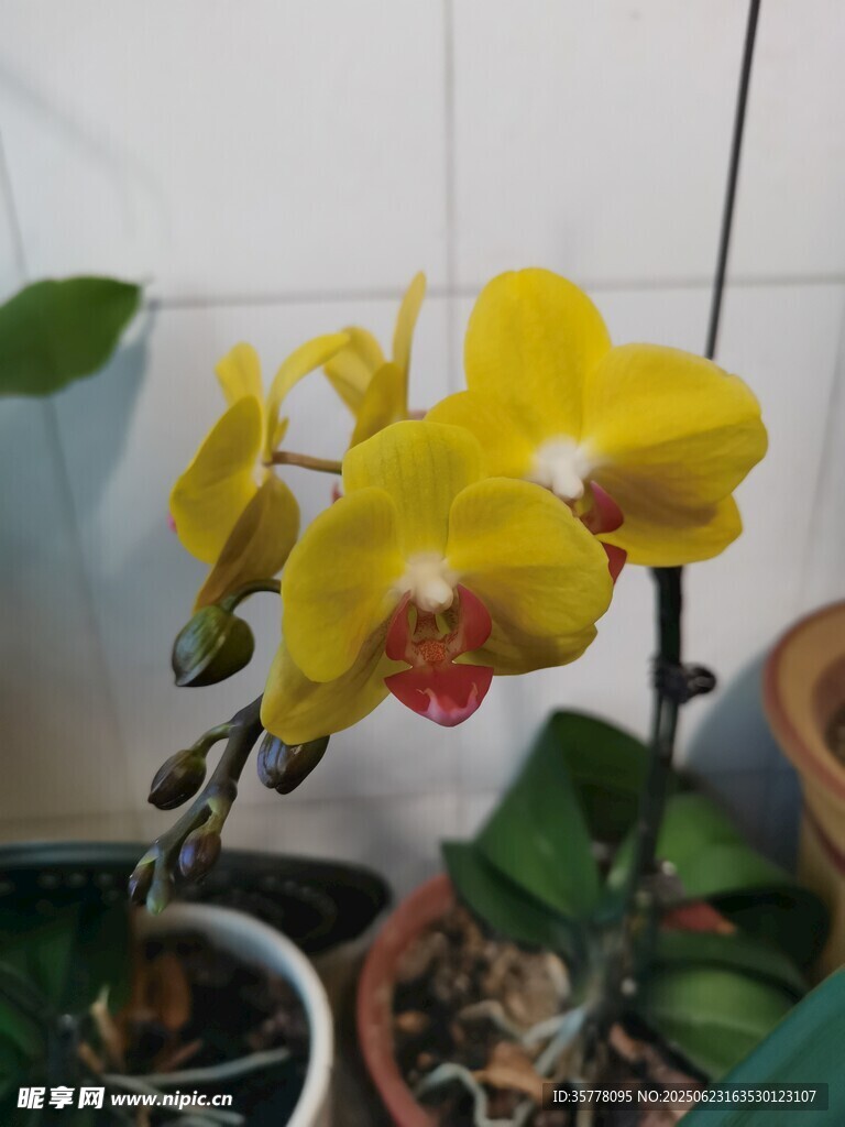 黃色蝴蝶蘭盆栽