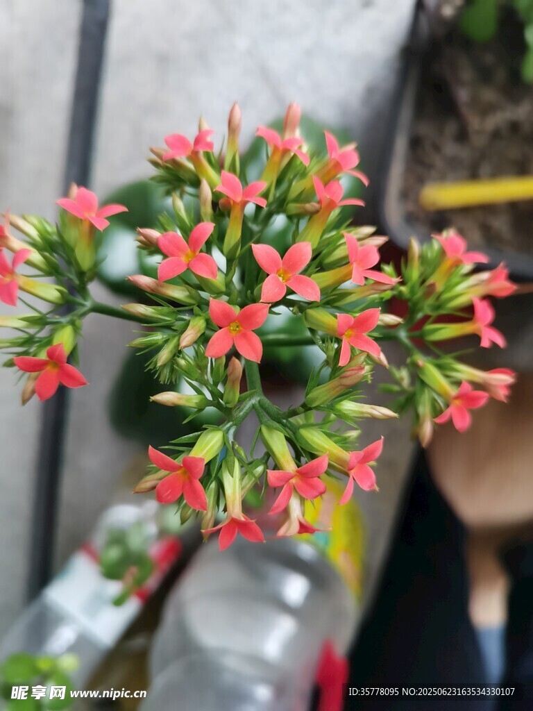 嬌艷繁星花綻放
