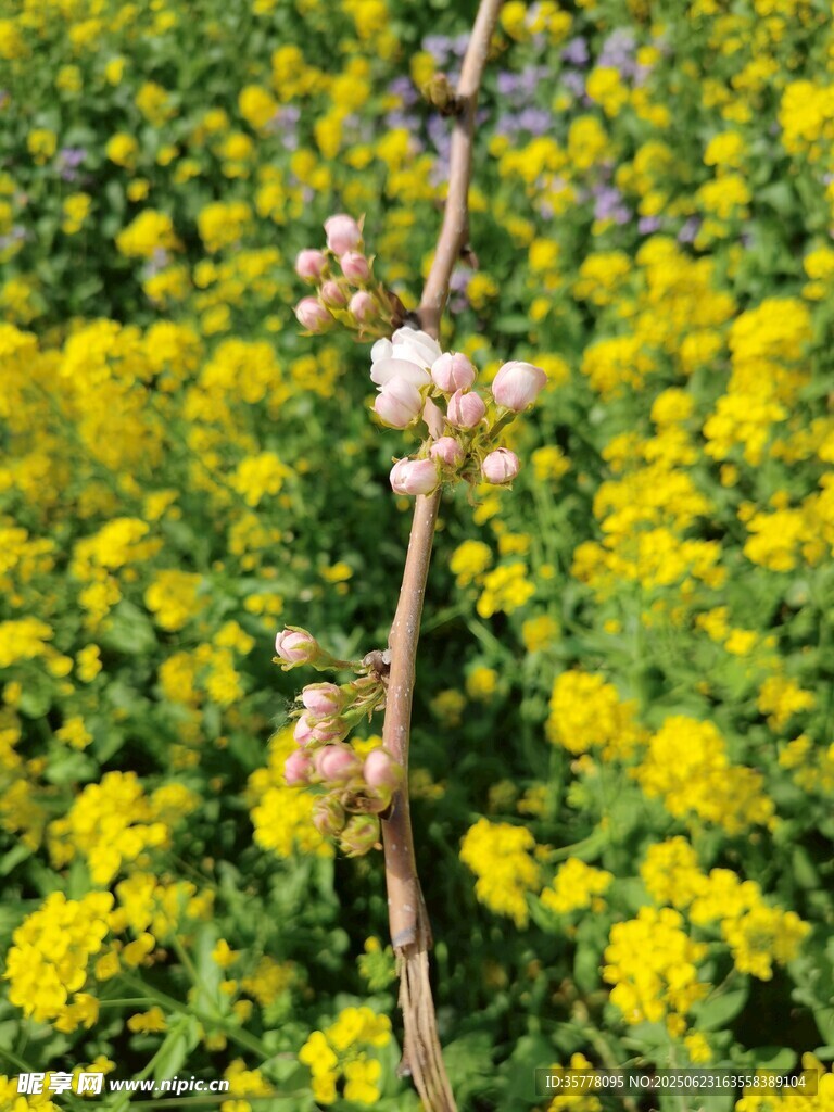 一枝獨秀于燦爛黃花間