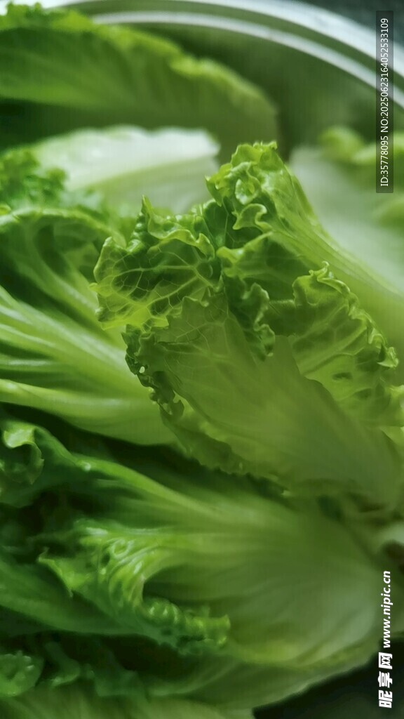 新鮮生菜 翠綠欲滴