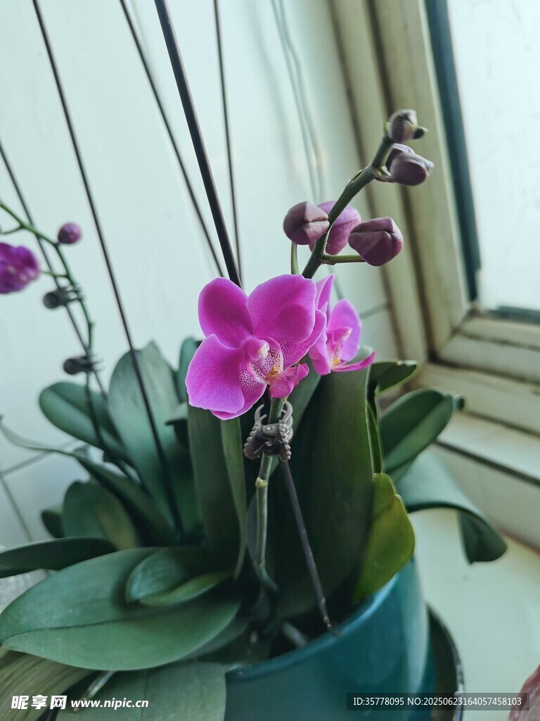 紫色蝴蝶蘭盆栽