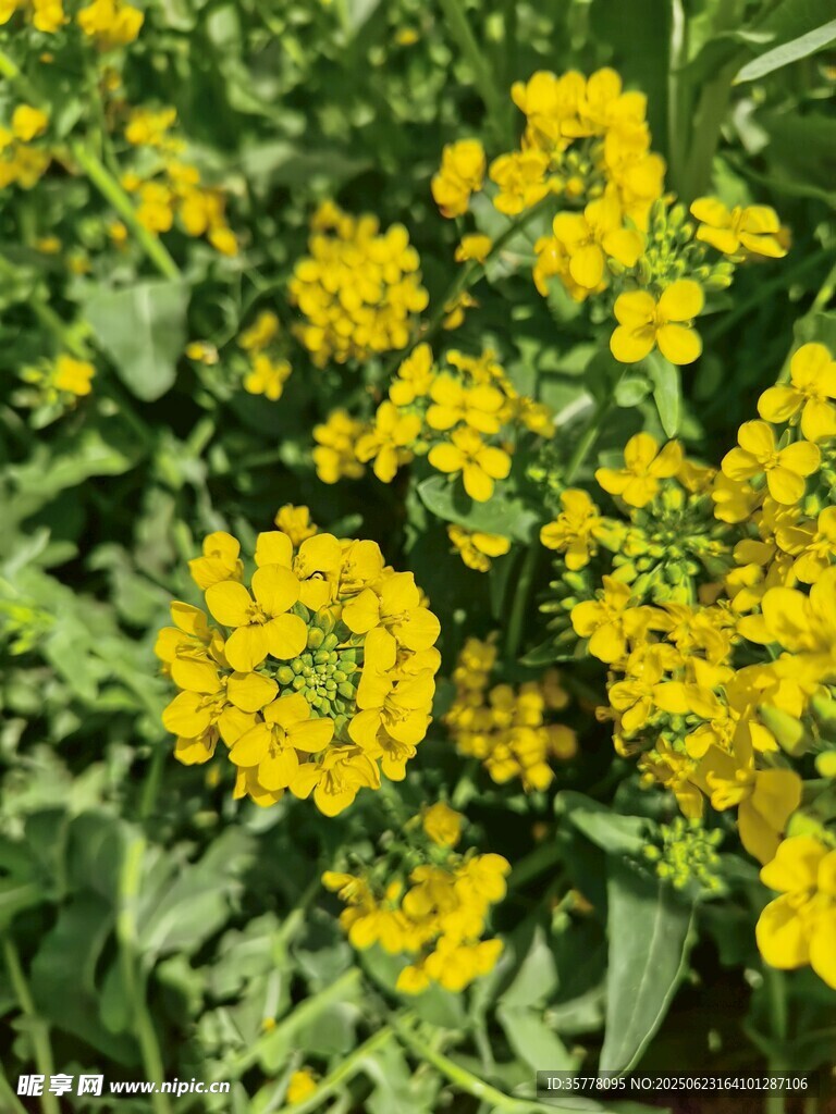 金黃燦爛的油菜花