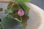 蓮花