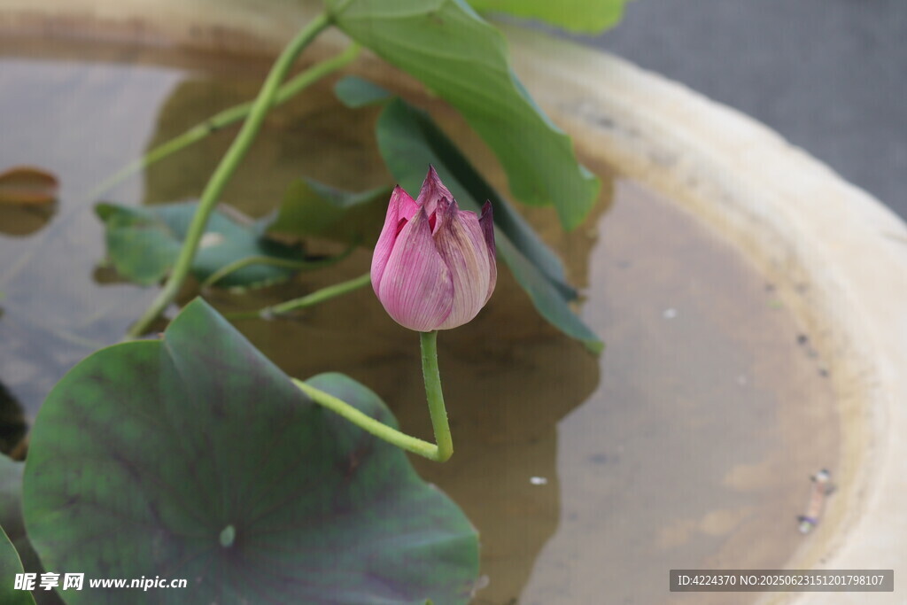 蓮花