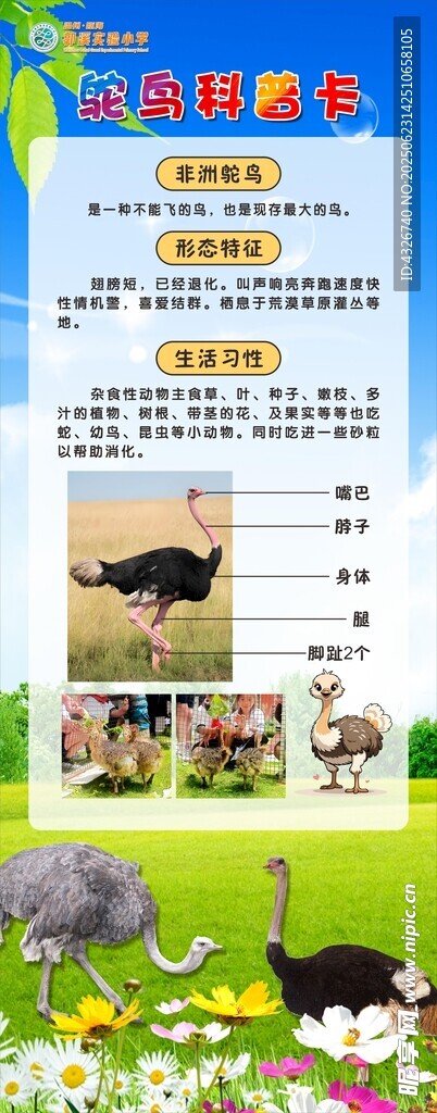 鴕鳥介紹