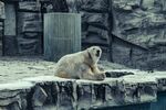 孤獨北極熊于冰雪環境中