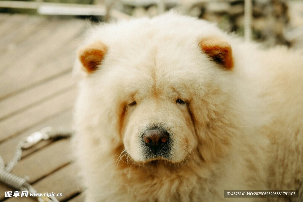可愛松獅犬的悠閑時刻