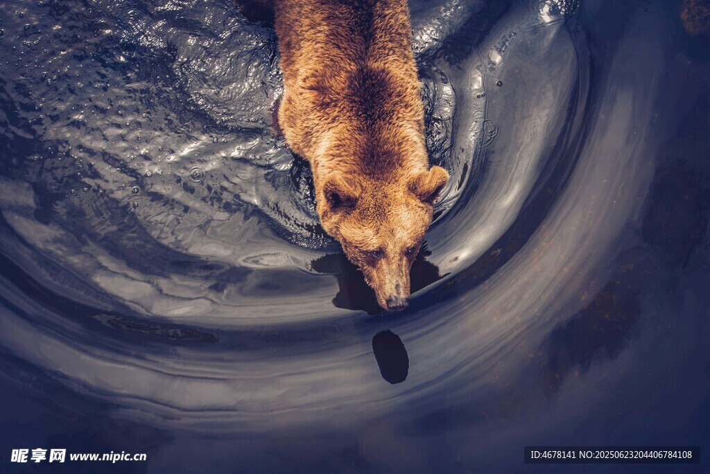 水中暢游的狗狗