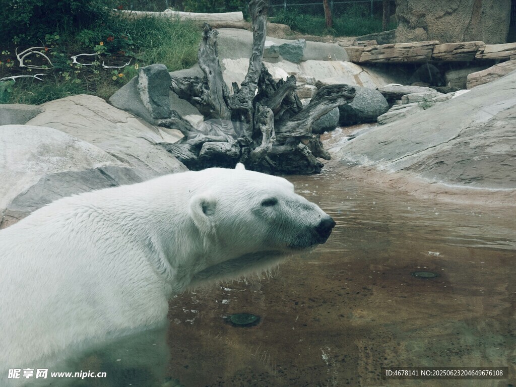 動物園中的北極熊