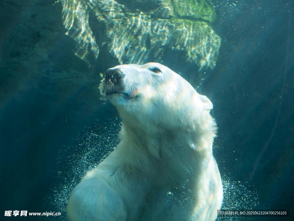 水下的北極熊