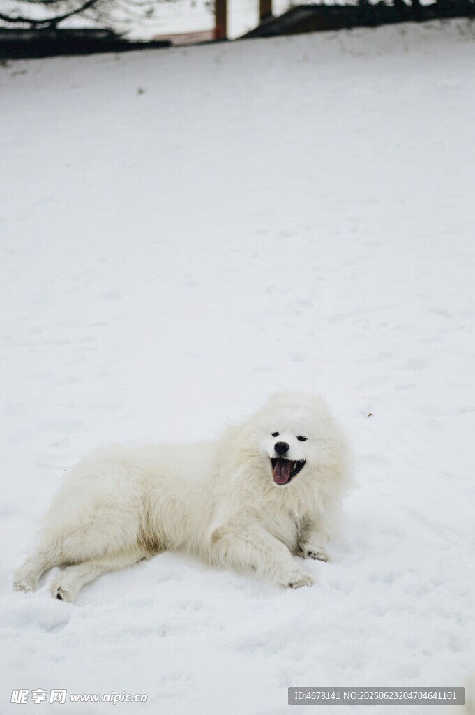 雪地中的白色狗狗