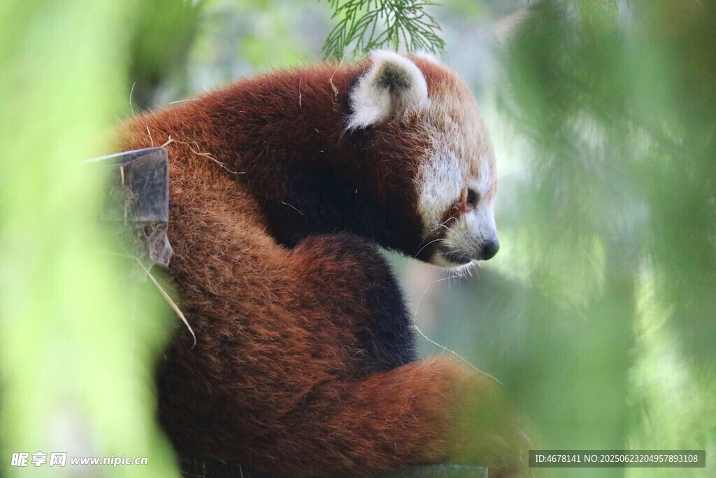 可愛小熊貓置身綠意中