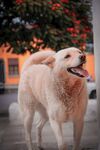 陽光下的快樂金毛犬