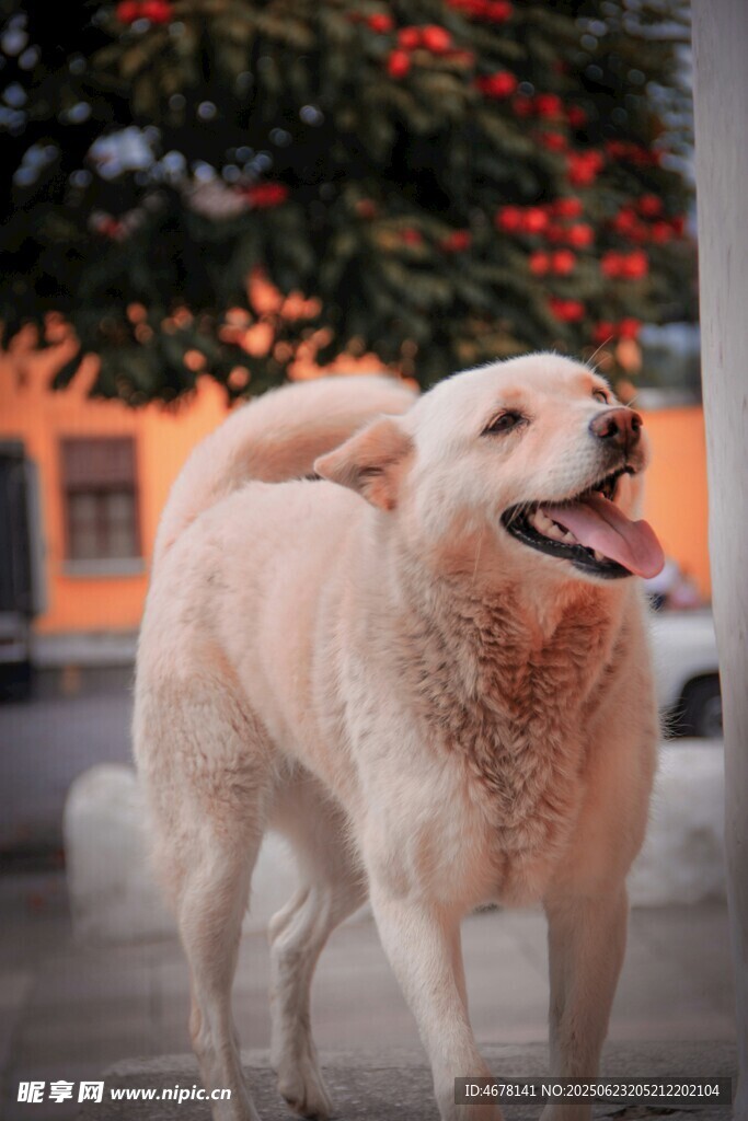 陽光下的快樂金毛犬