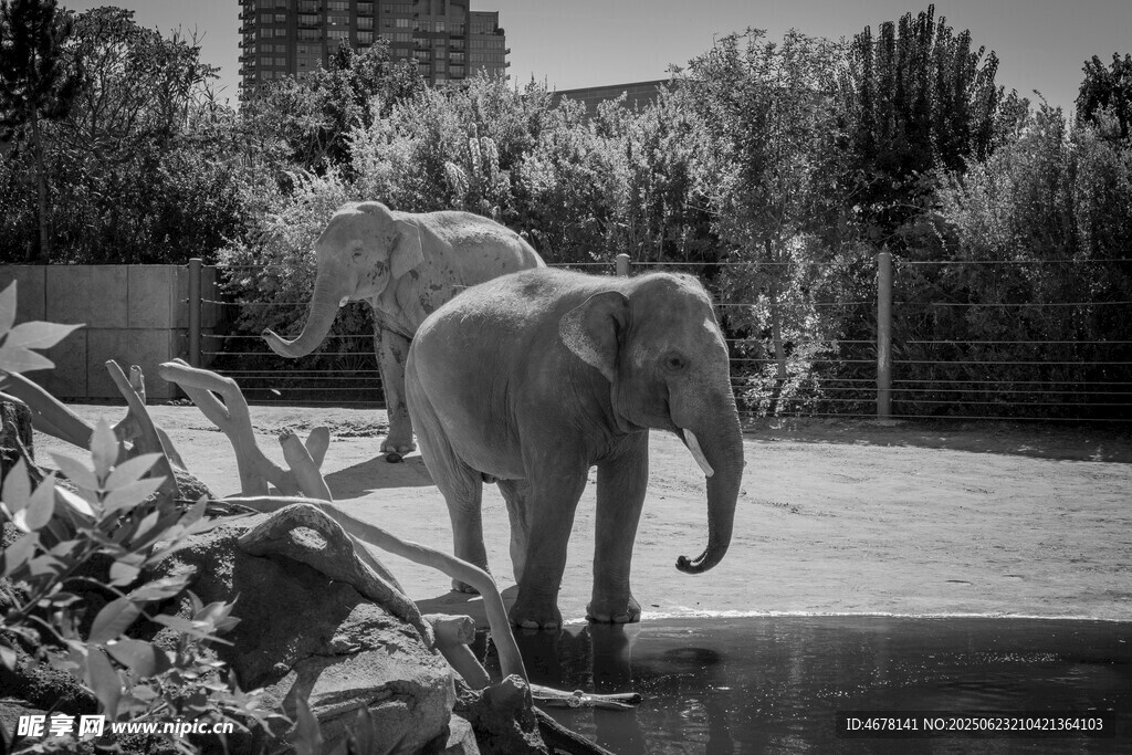 動物園中的大象