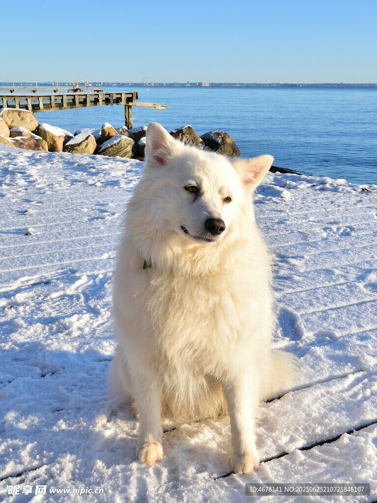 雪地中的薩摩耶犬