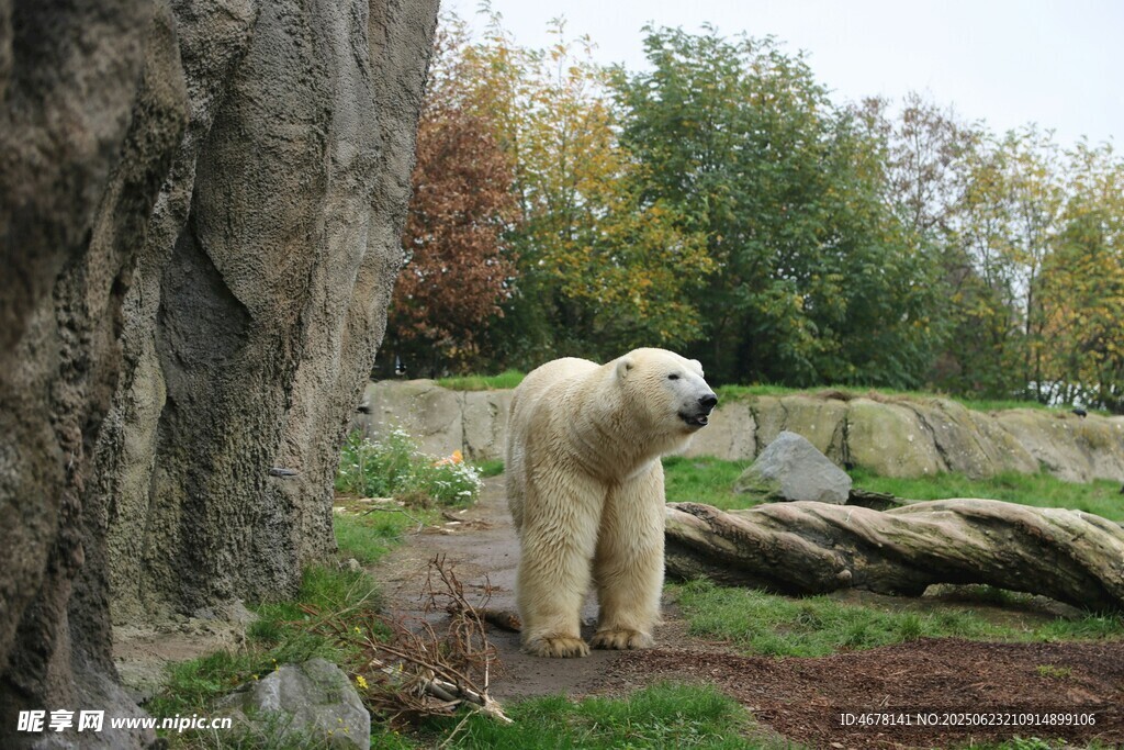 動物園中的北極熊