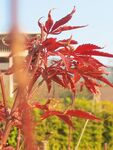 紅楓葉特寫