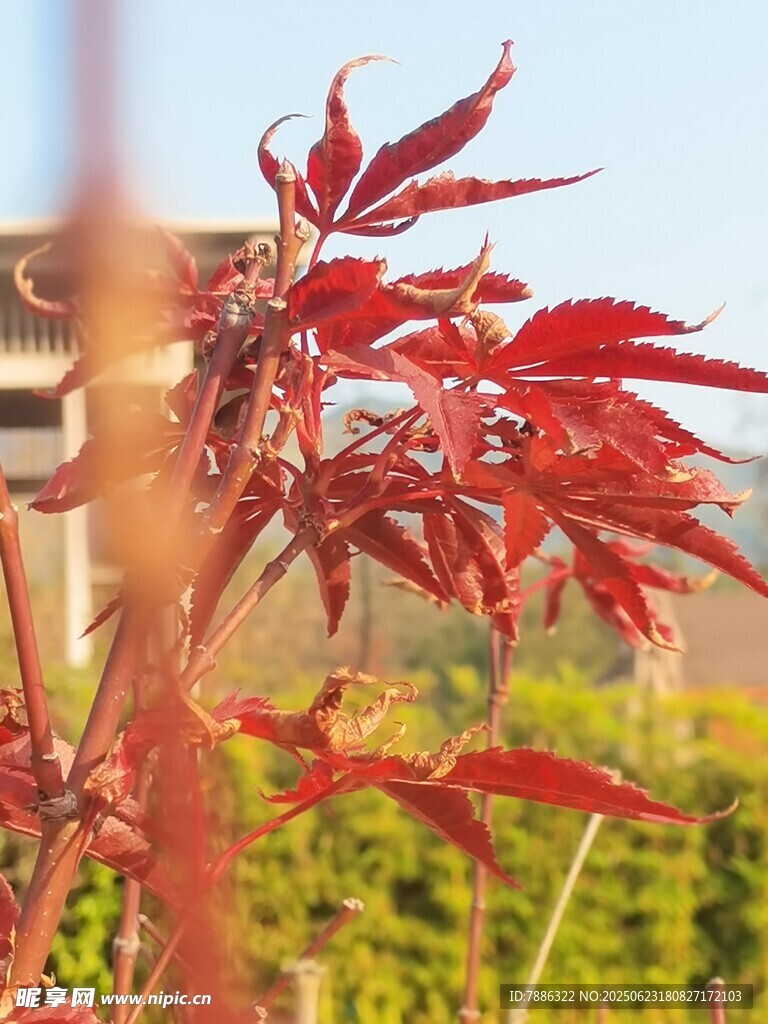 紅楓葉特寫