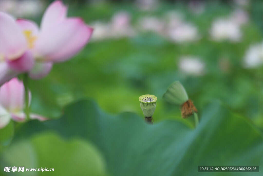 荷花