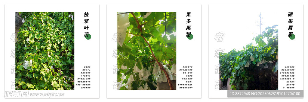 老家葡萄