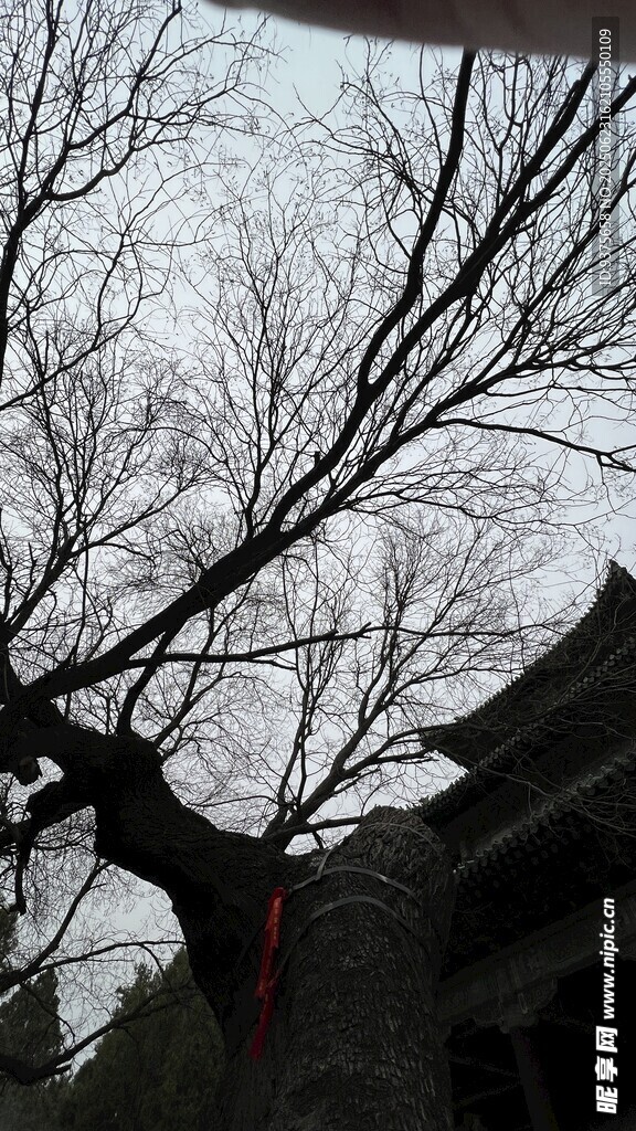 古樹枝丫旁的中式建筑