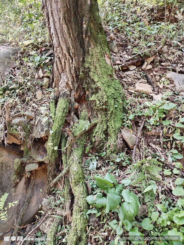 根深葉茂