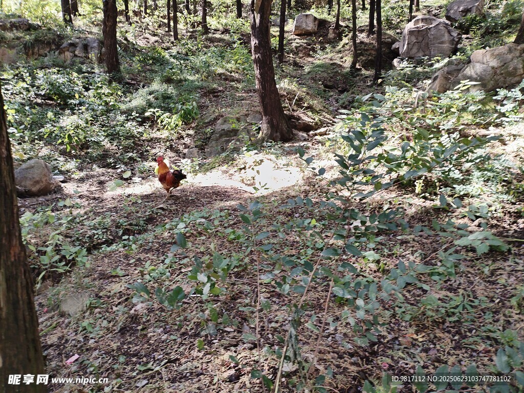 泰山山林