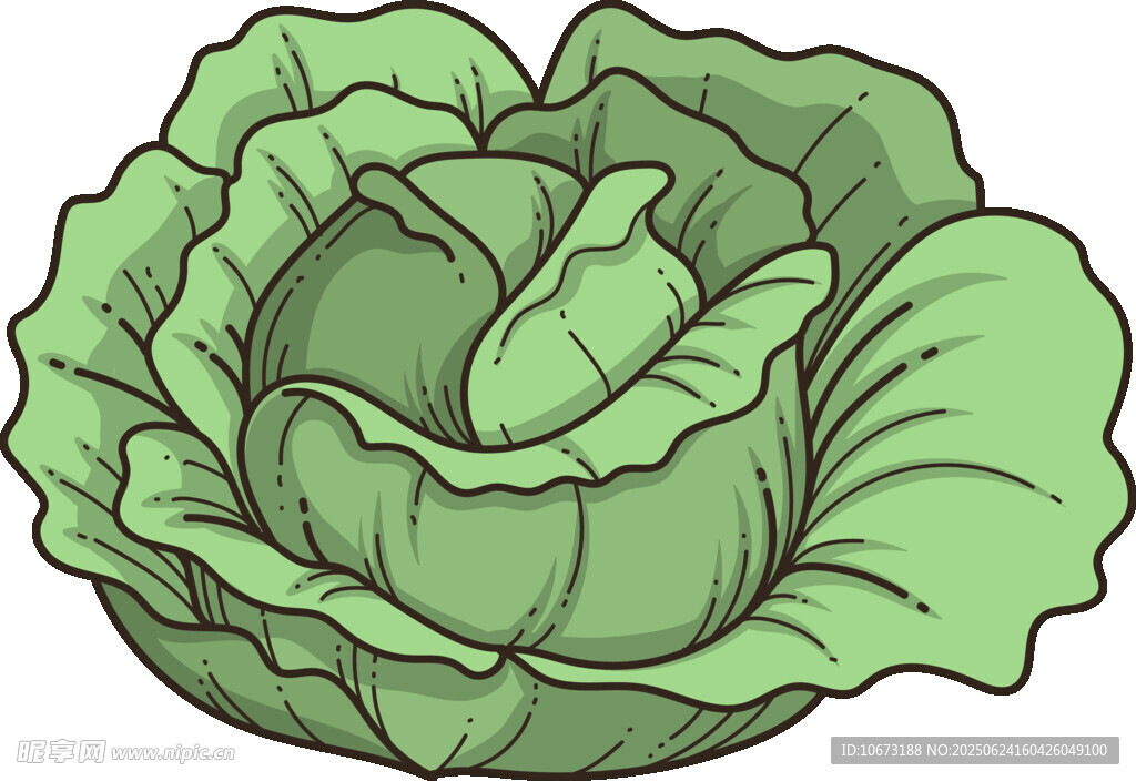 卡通卷心菜插畫