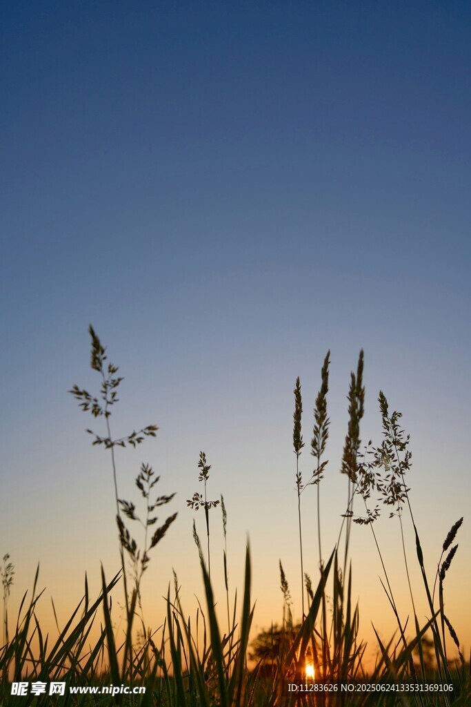 夕陽下的草影