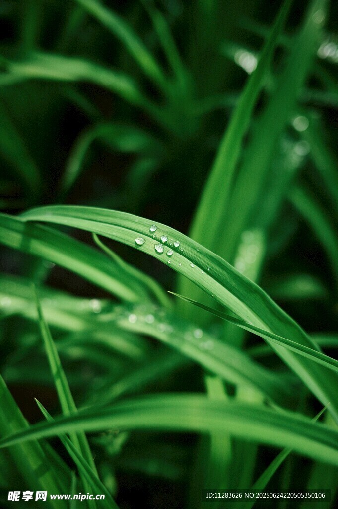 帶露青草