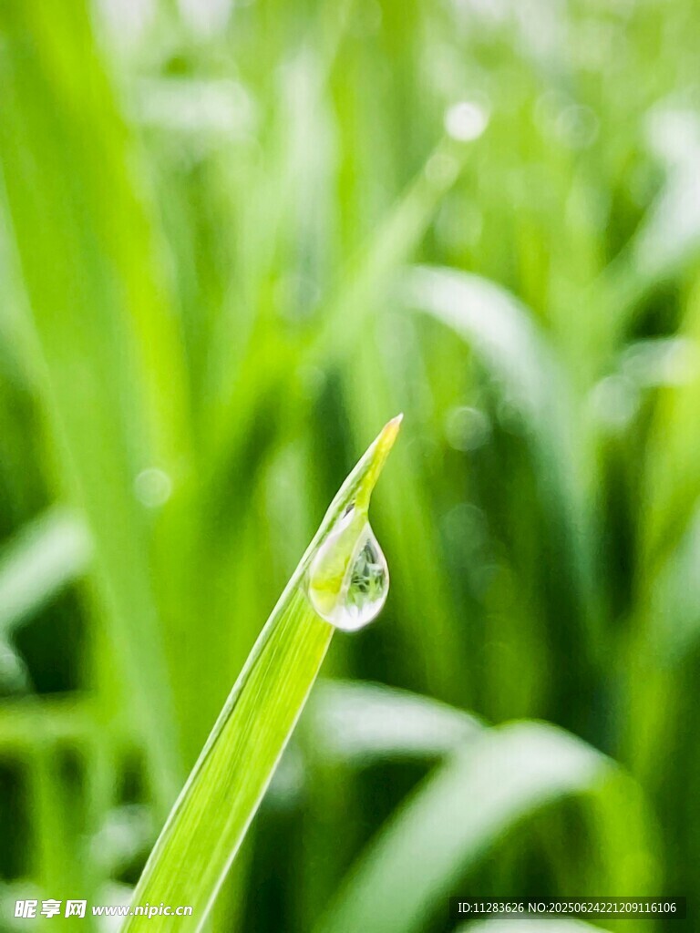 草尖上的晶瑩露珠