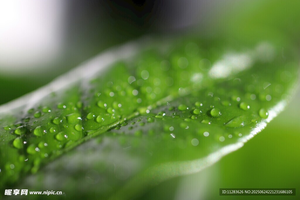 綠葉上的晶瑩水珠