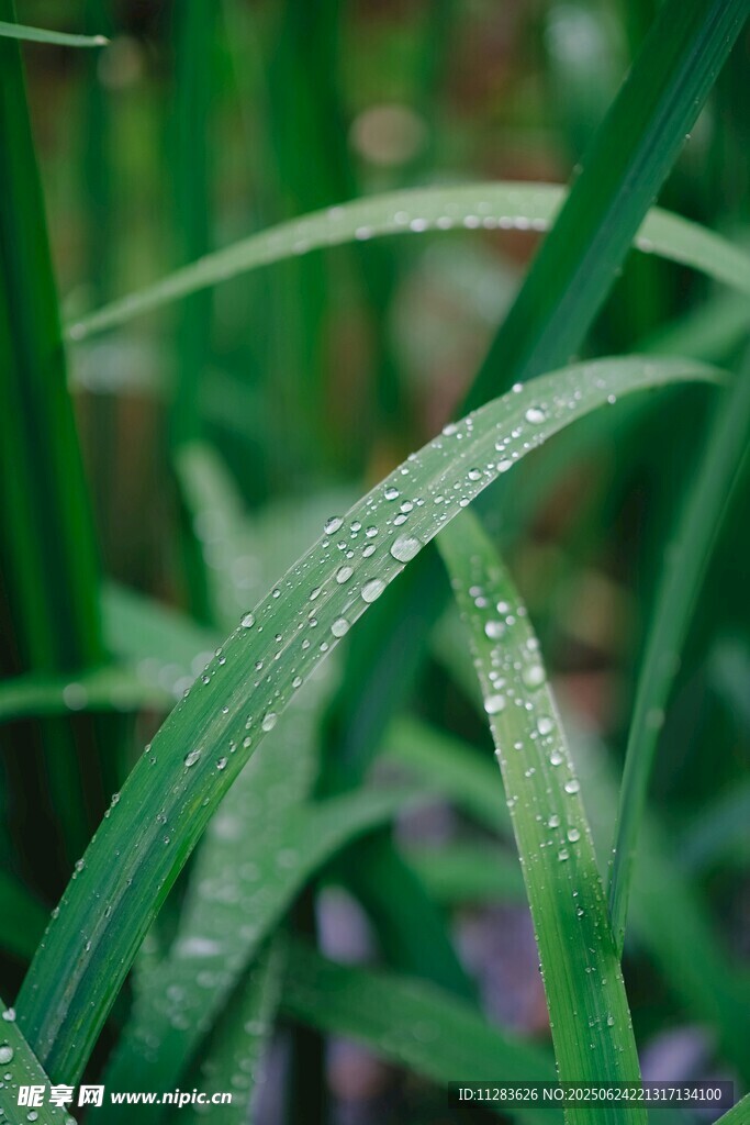 帶露青草