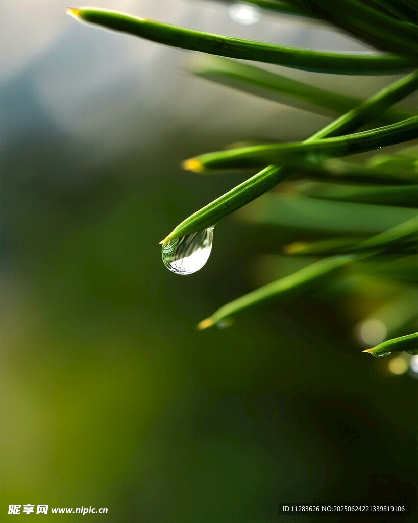 松針上的晶瑩露珠