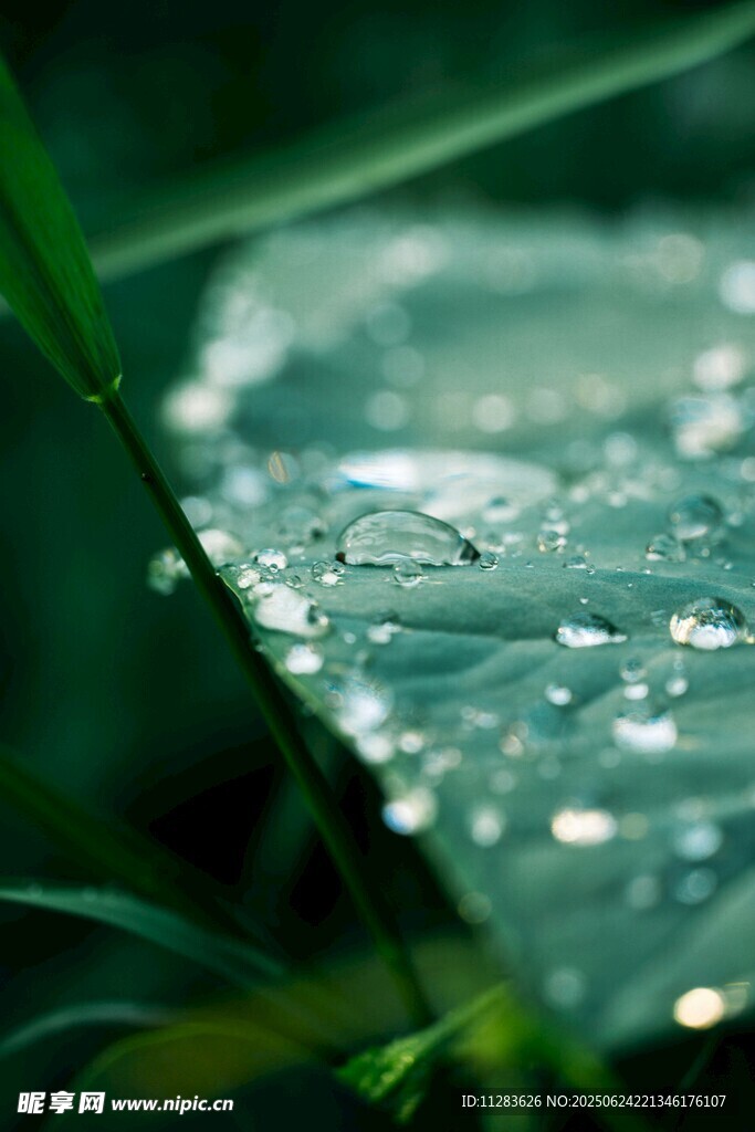 綠葉上晶瑩的水珠