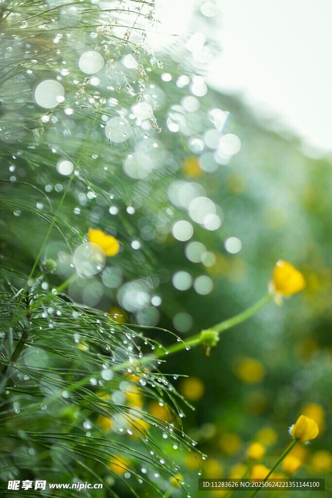 雨后綠植上晶瑩的水珠